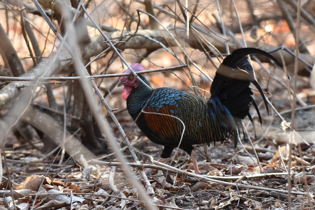 Green Junglefowl - ML645060588