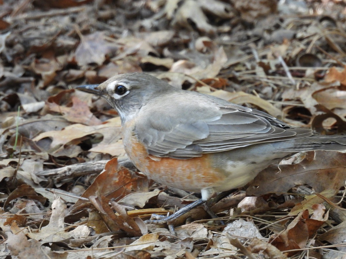 drozd stěhovavý - ML645060594