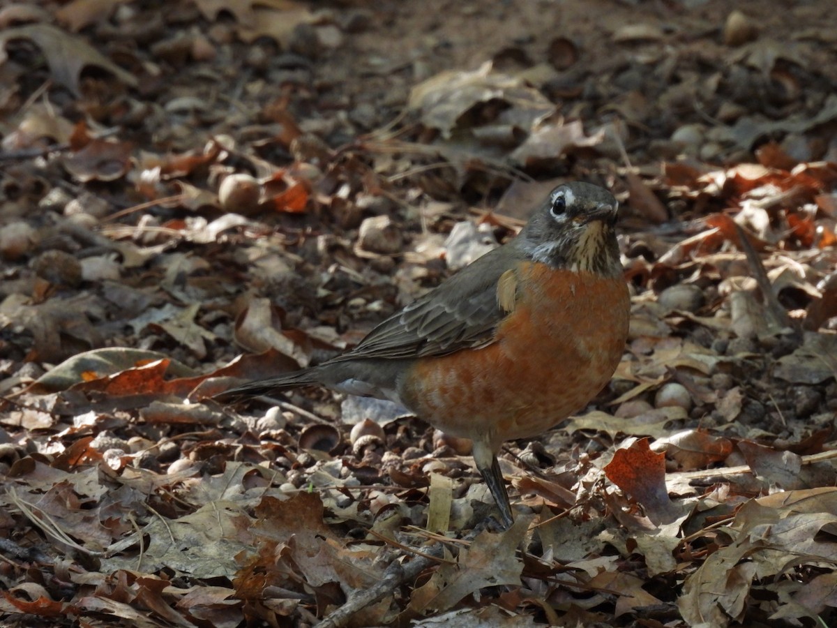 drozd stěhovavý - ML645060595