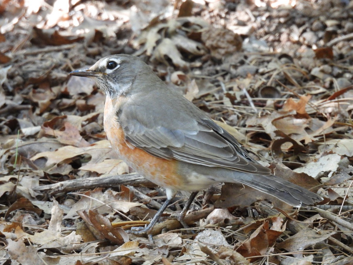 drozd stěhovavý - ML645060596