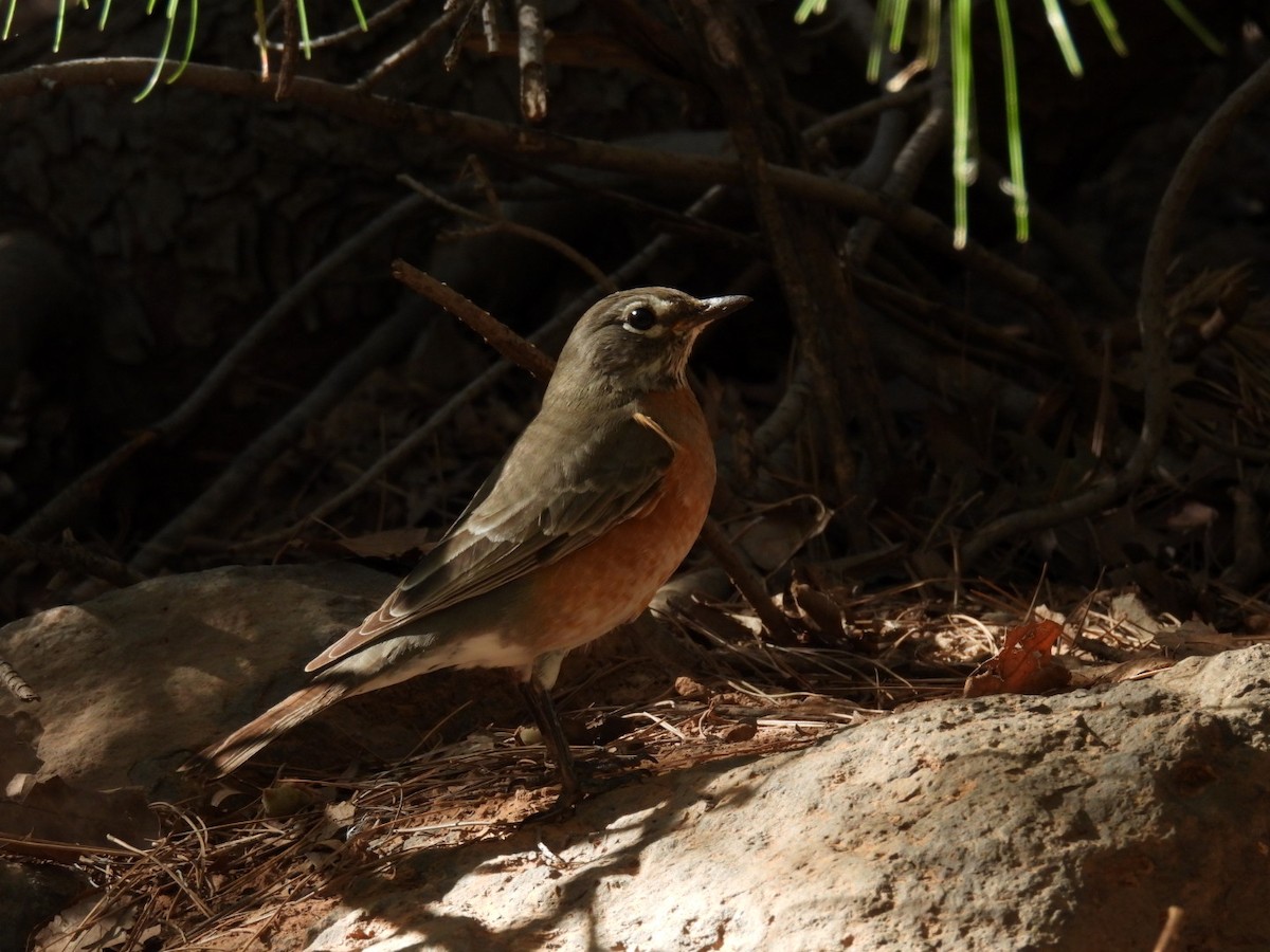 drozd stěhovavý - ML645060597