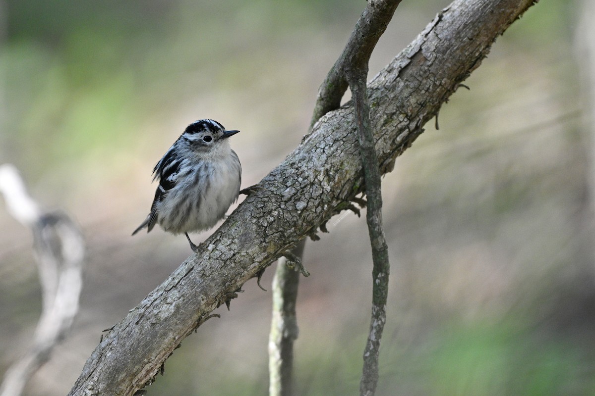 Black-and-white Warbler - ML645060598