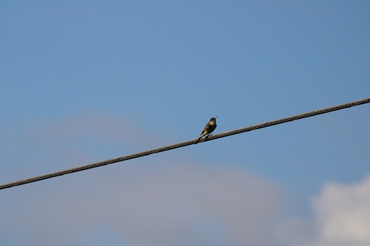 Eastern Phoebe - ML645060604