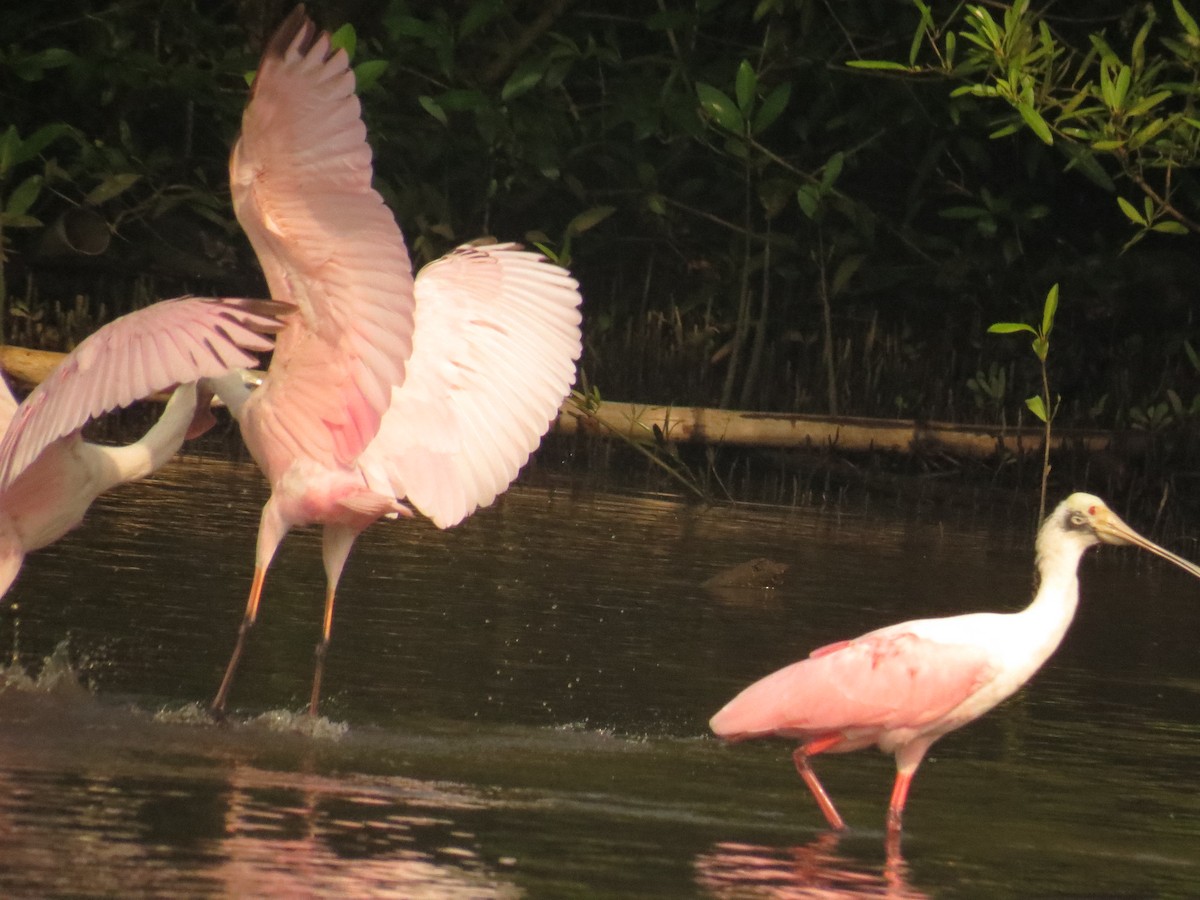 Roseate Spoonbill - ML645060610