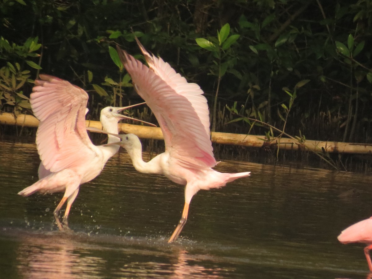 Roseate Spoonbill - ML645060612