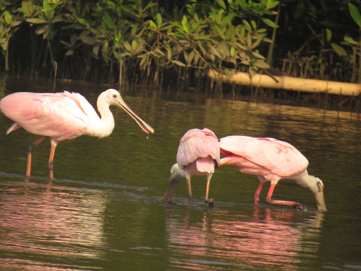Roseate Spoonbill - ML645060613