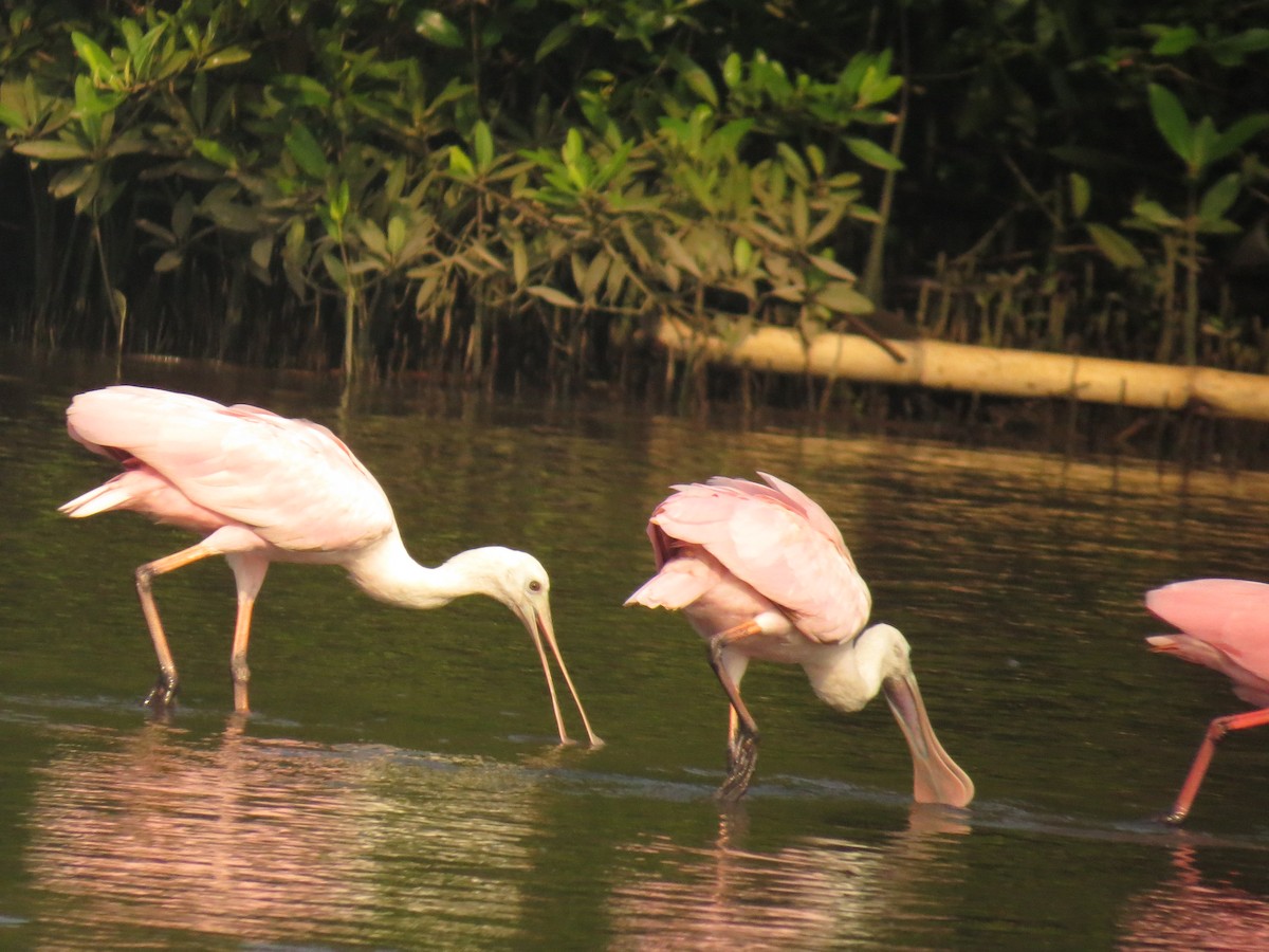 Roseate Spoonbill - ML645060614