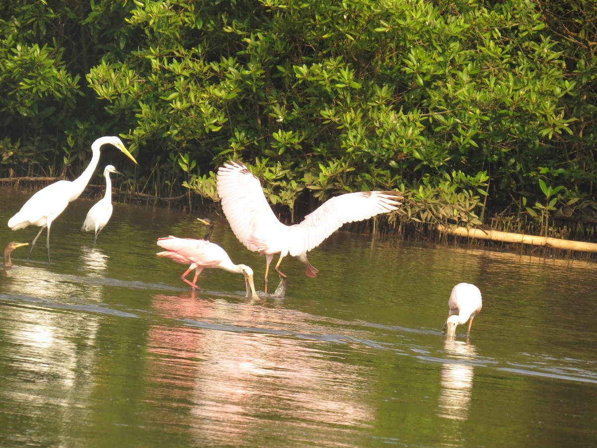 Roseate Spoonbill - ML645060615