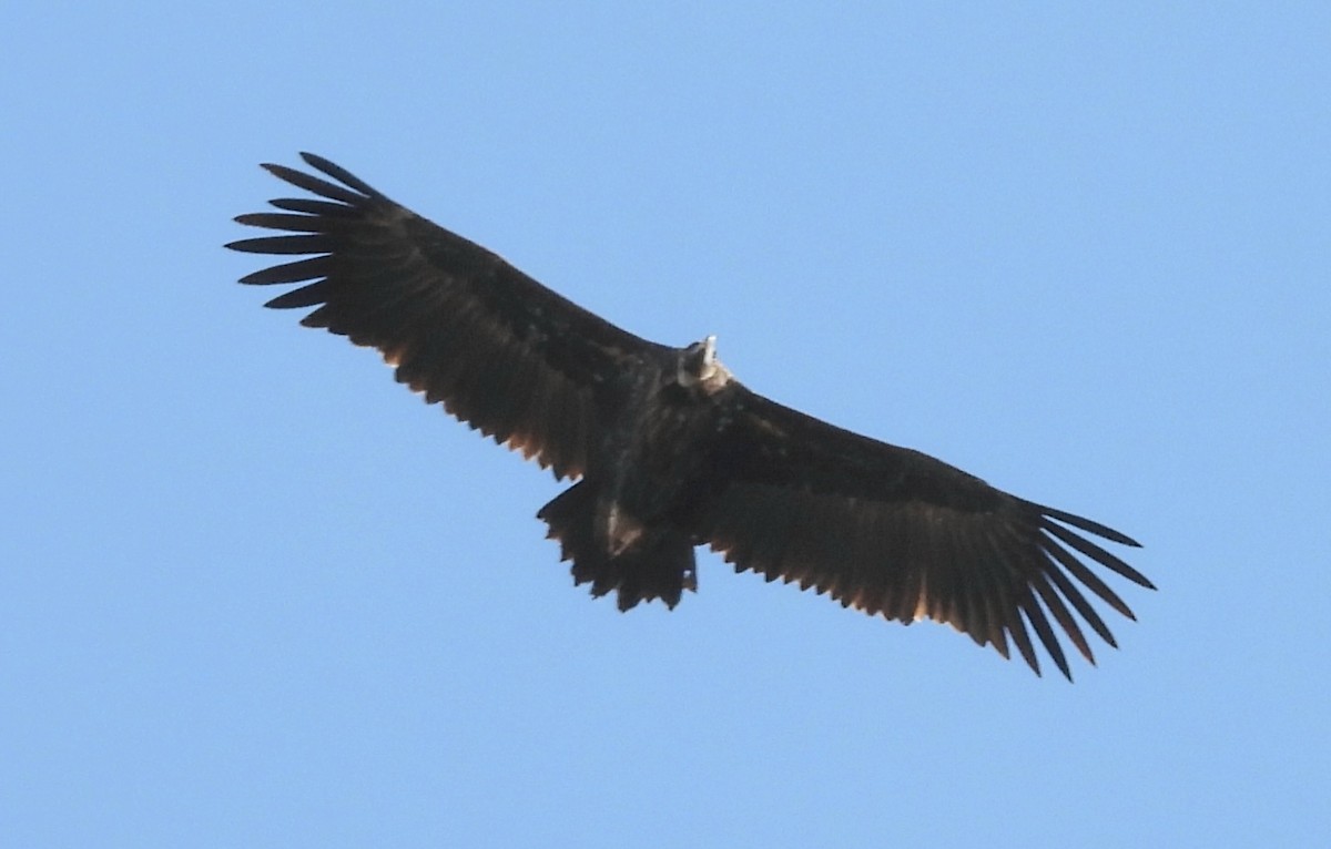 sup hnědý - ML645060628