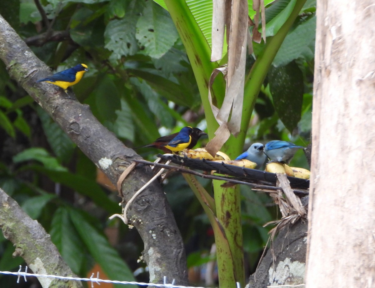 Thick-billed Euphonia - ML645060631