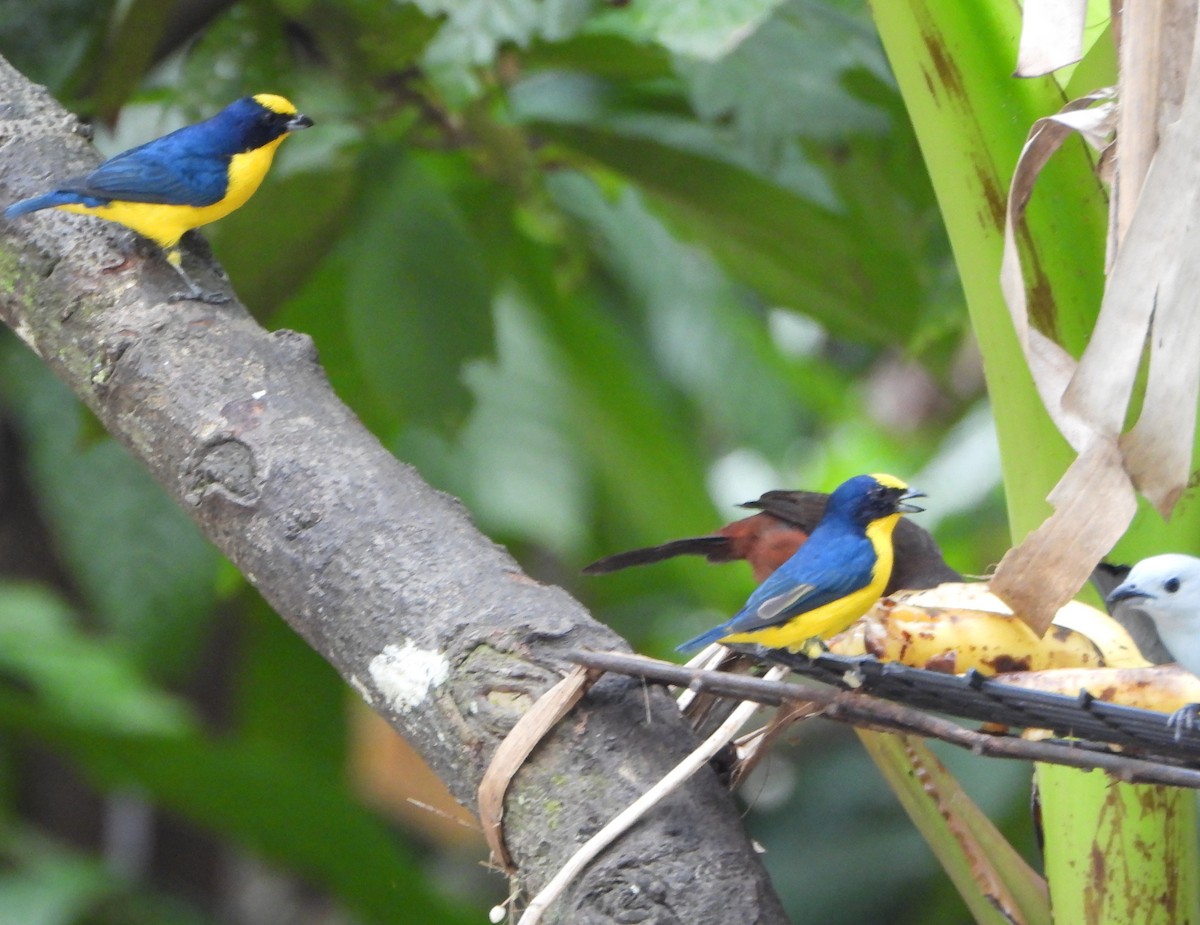 Thick-billed Euphonia - ML645060634