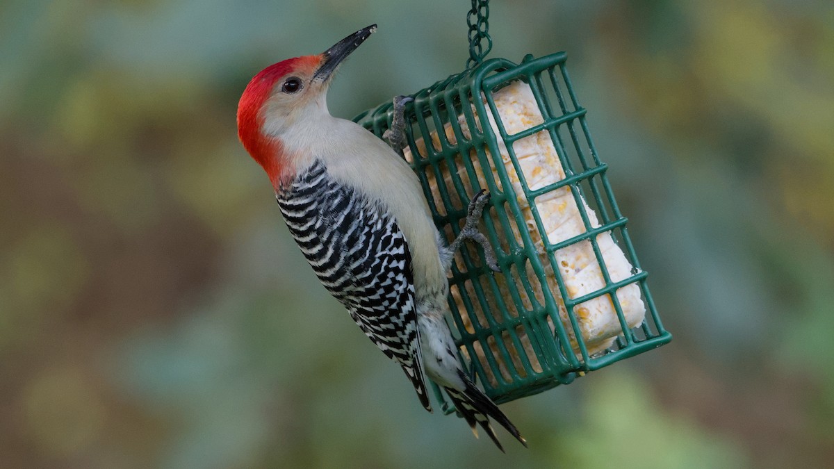 Red-bellied Woodpecker - ML645060635