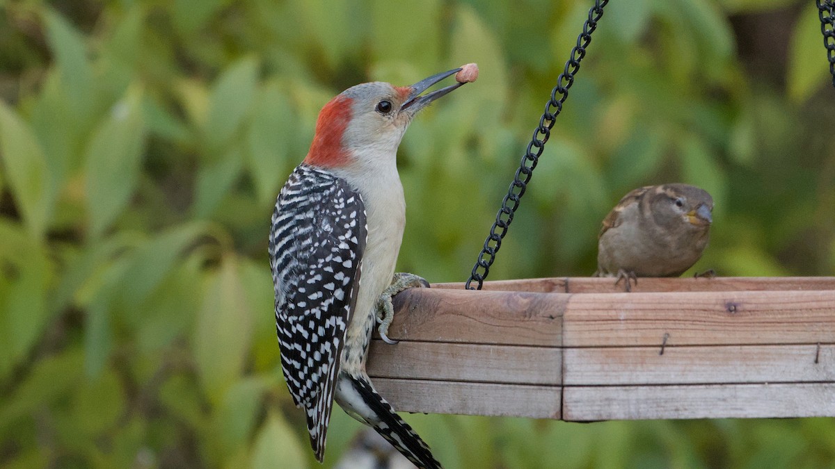 Red-bellied Woodpecker - ML645060636