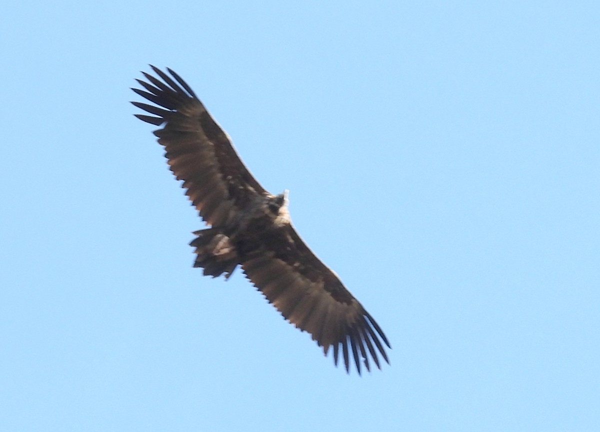 Cinereous Vulture - ML645060638