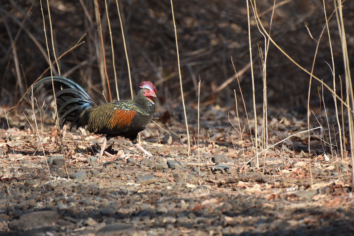 Green Junglefowl - ML645060639