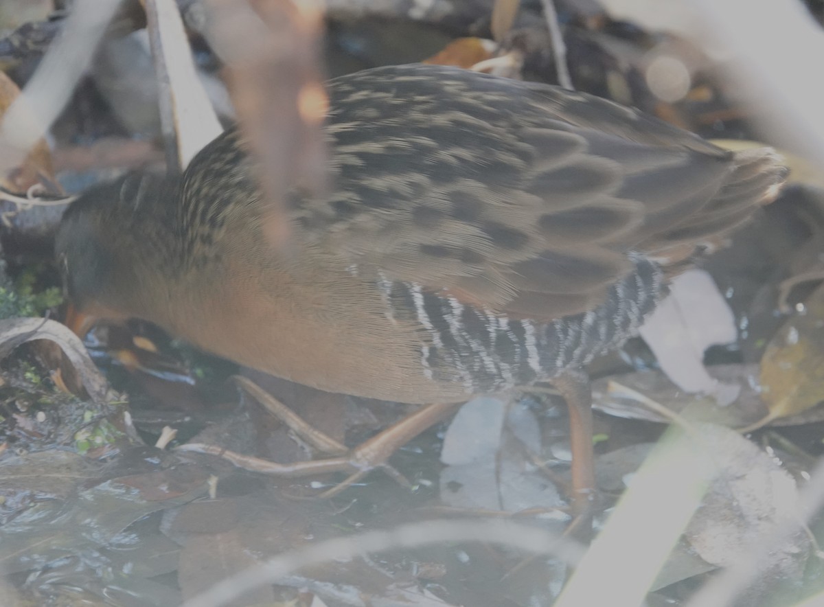 Virginia Rail - ML645060640