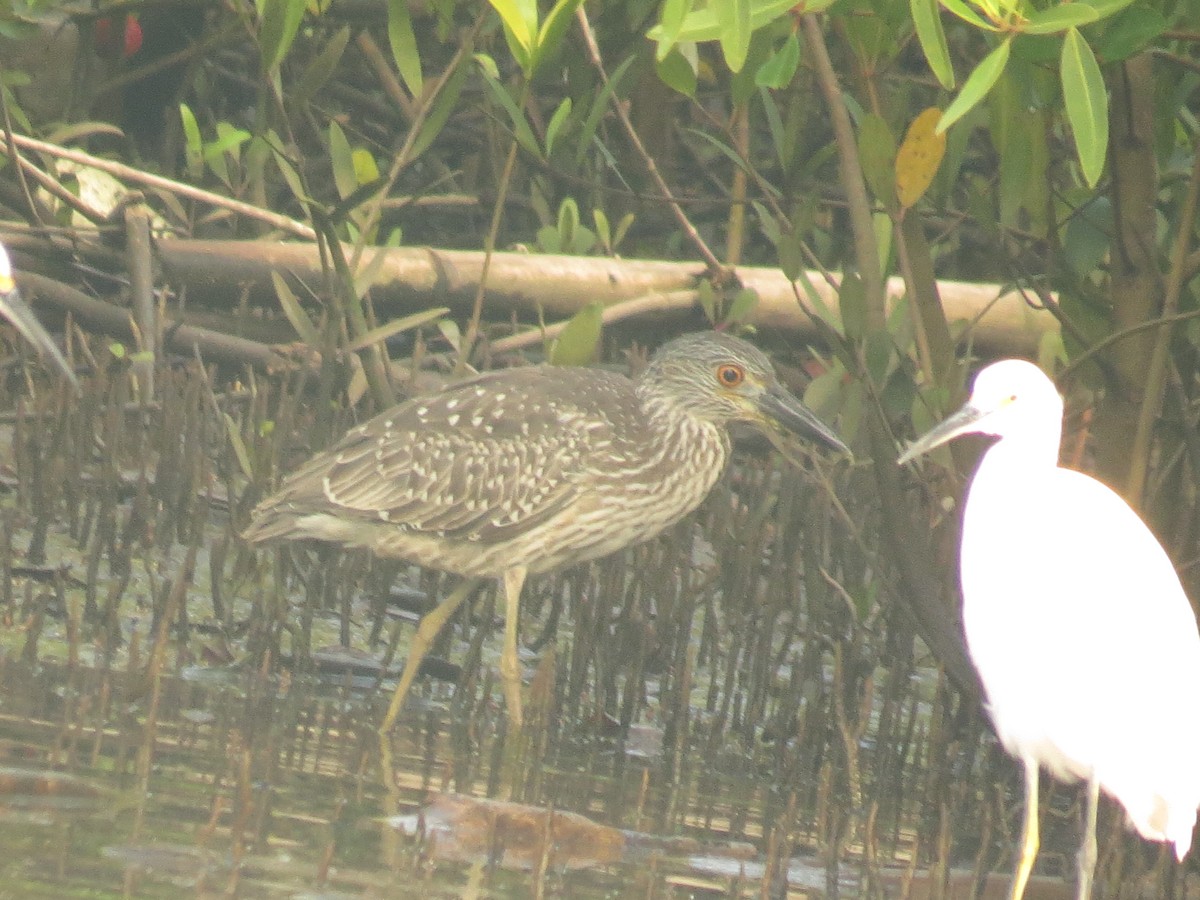 Yellow-crowned Night Heron - ML645060641