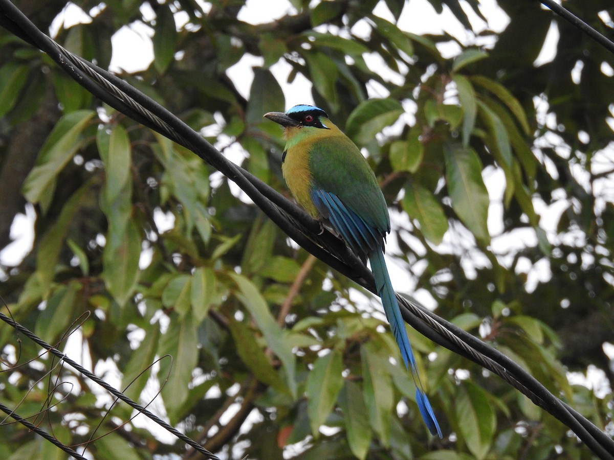 Andean Motmot - ML645060642