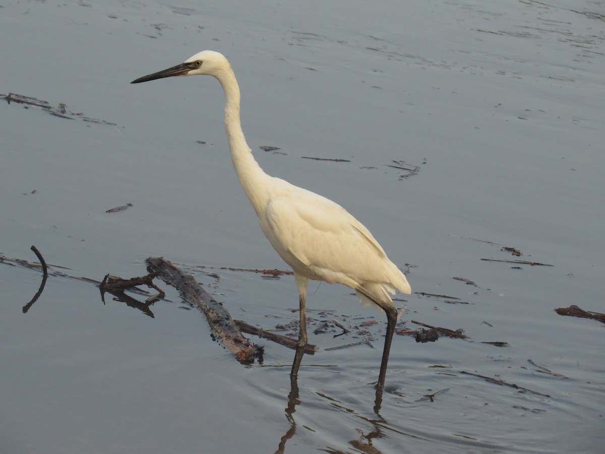 Little Blue Heron - ML645060643