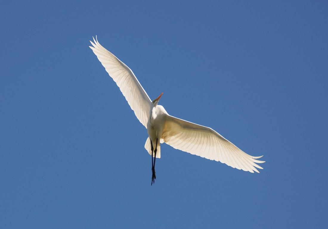Great Egret - ML645060644