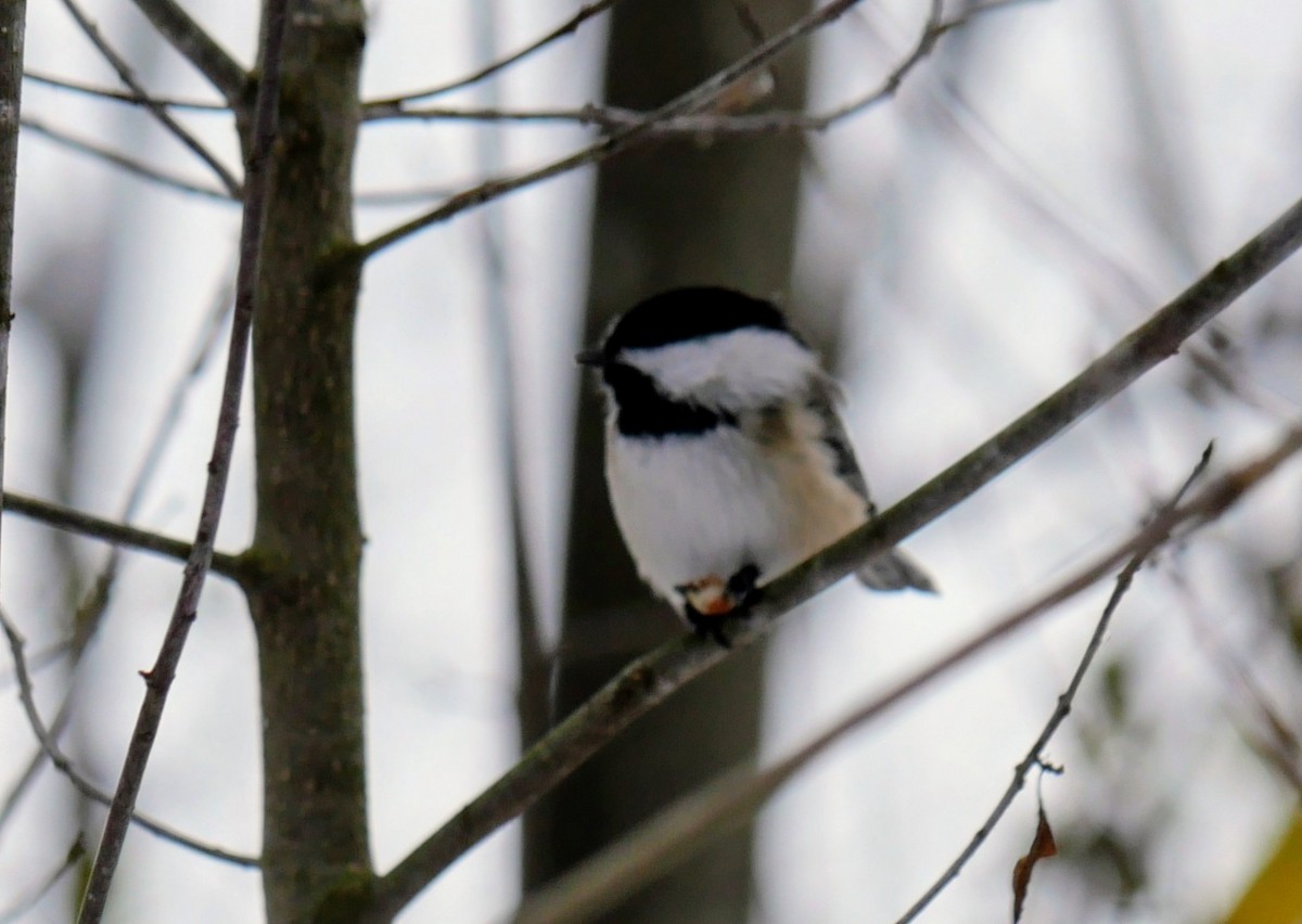 Black-capped Chickadee - ML645060645