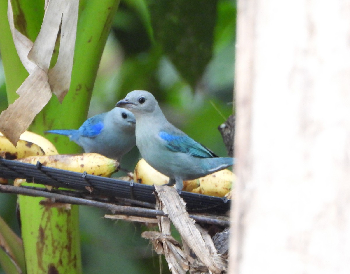 Blue-gray Tanager - ML645060646