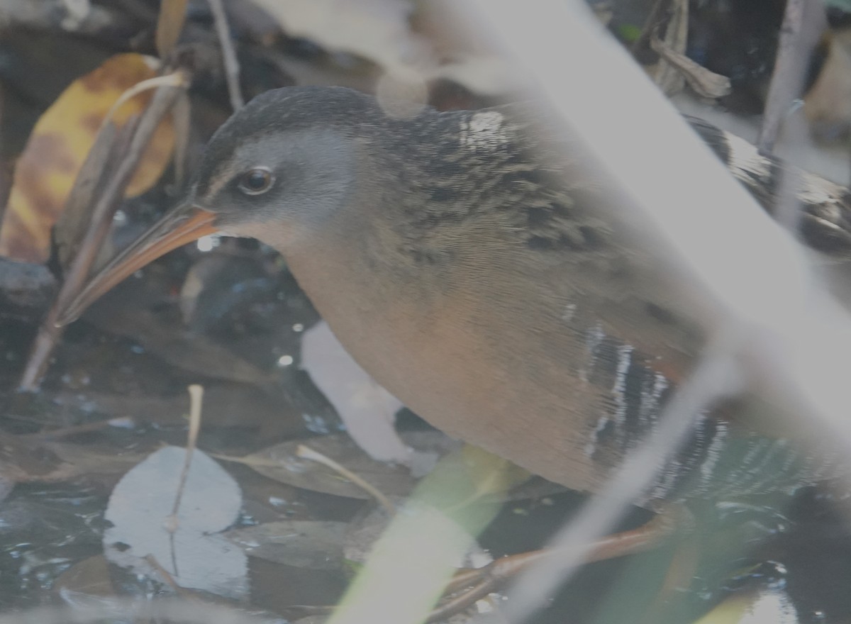 Virginia Rail - ML645060647