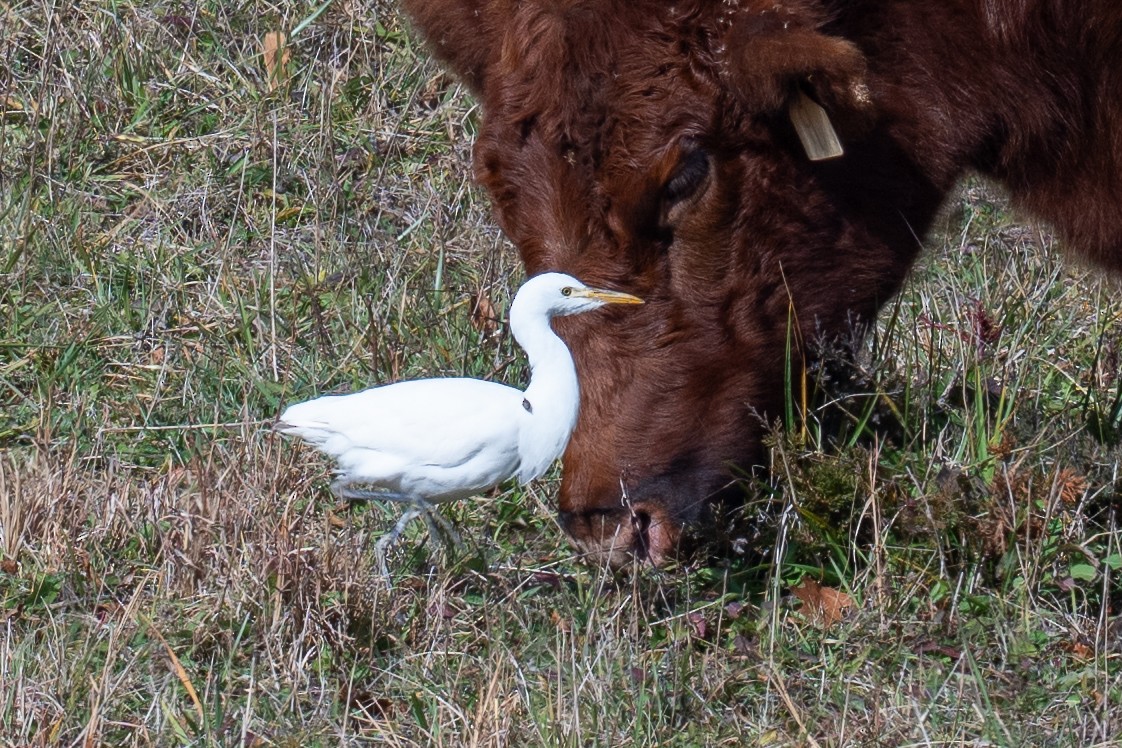 Western Cattle-Egret - ML645060648