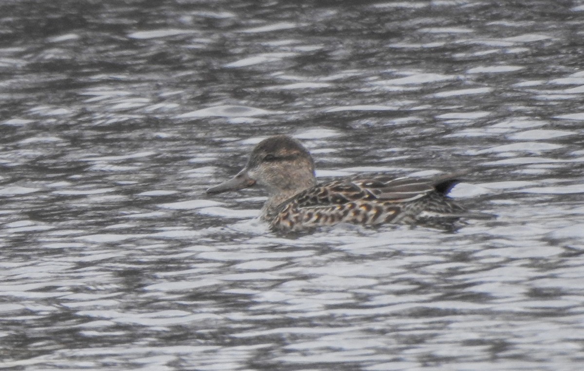 Mallard - ML645060650