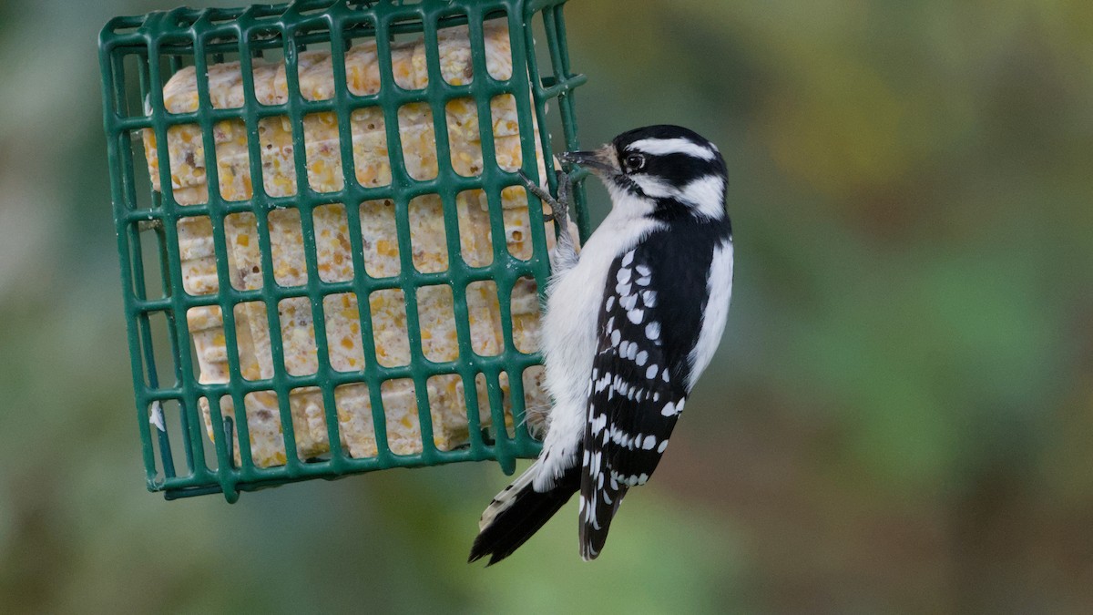 Downy Woodpecker - ML645060652