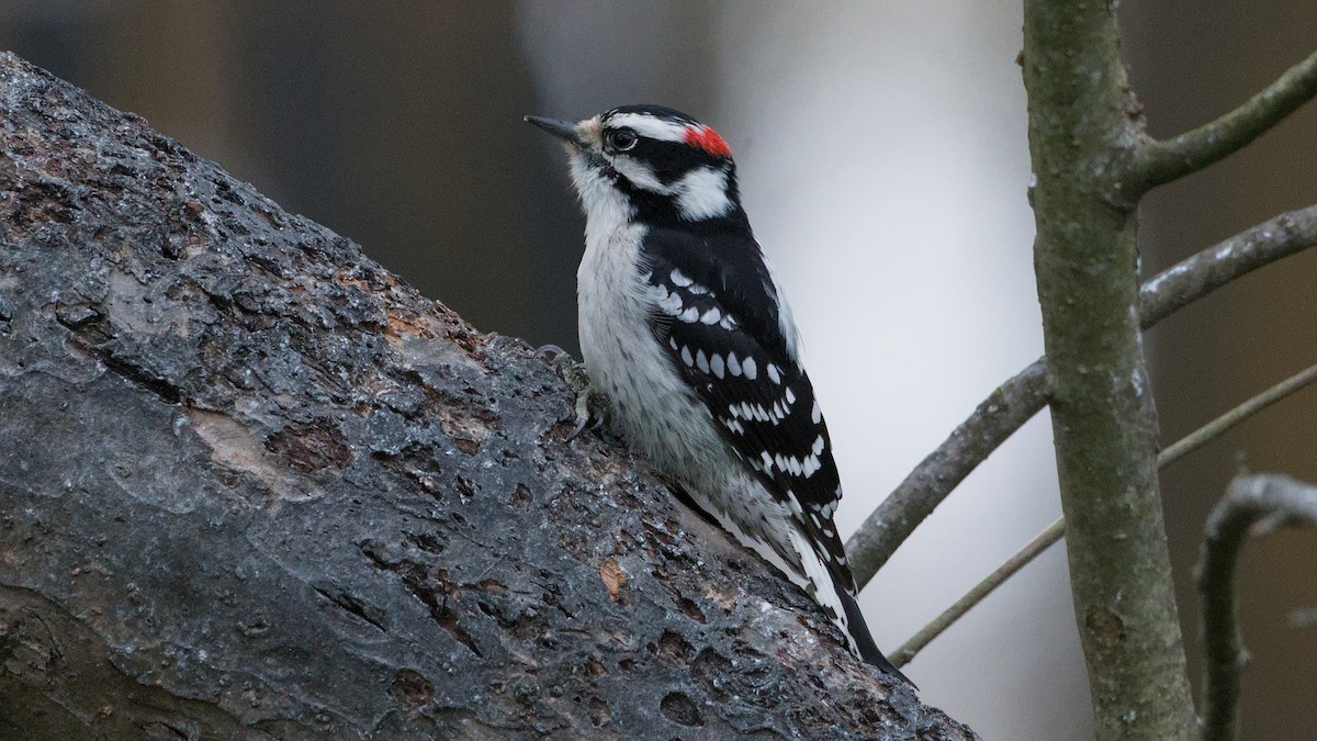Downy Woodpecker - ML645060653