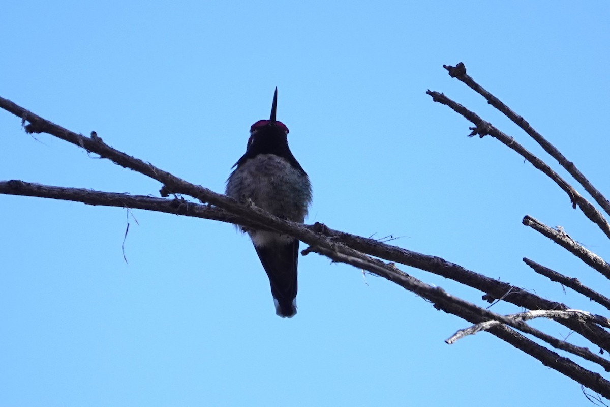 Anna's Hummingbird - ML645060656