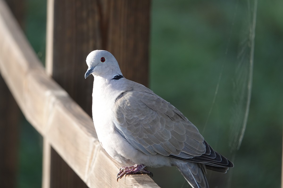 Eurasian Collared-Dove - ML645060657