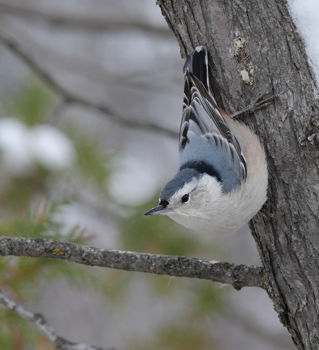 White-breasted Nuthatch - ML645060660