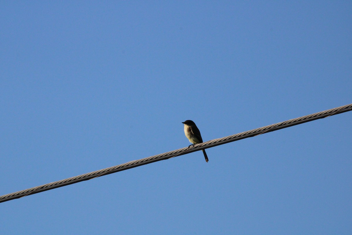 Eastern Phoebe - ML645060667