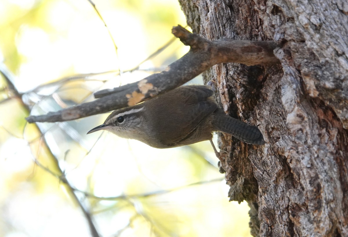 Bewick's Wren - ML645060676