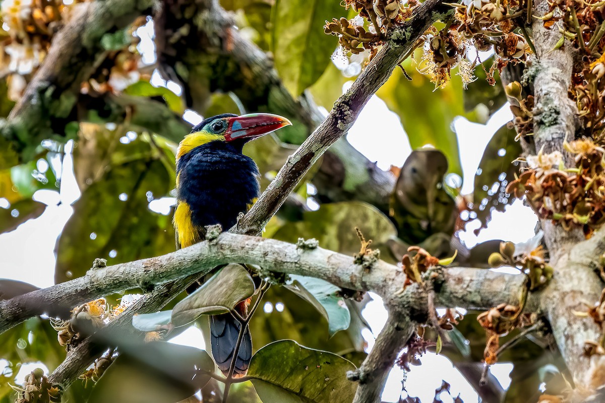 Tawny-tufted Toucanet - ML645060680