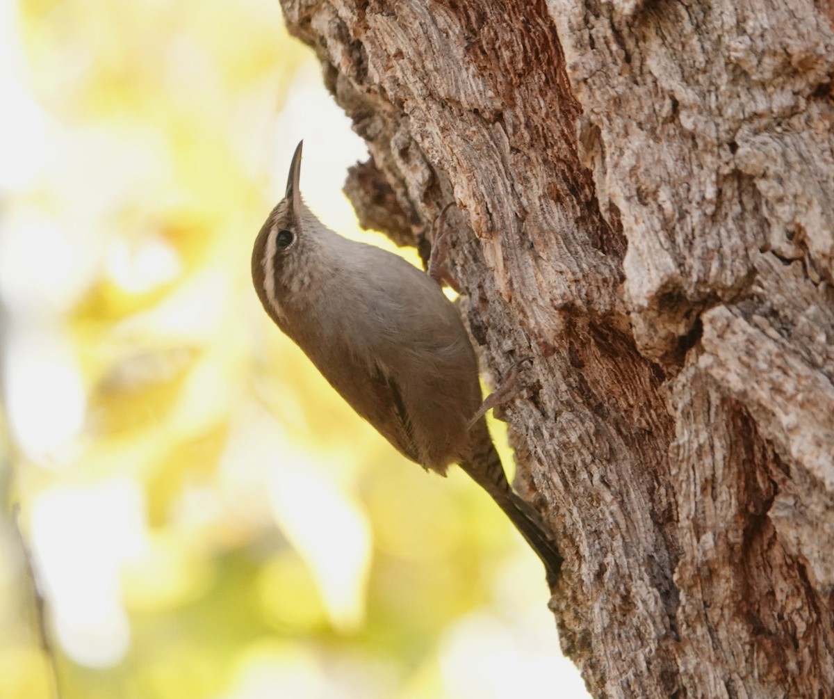 Bewick's Wren - ML645060685