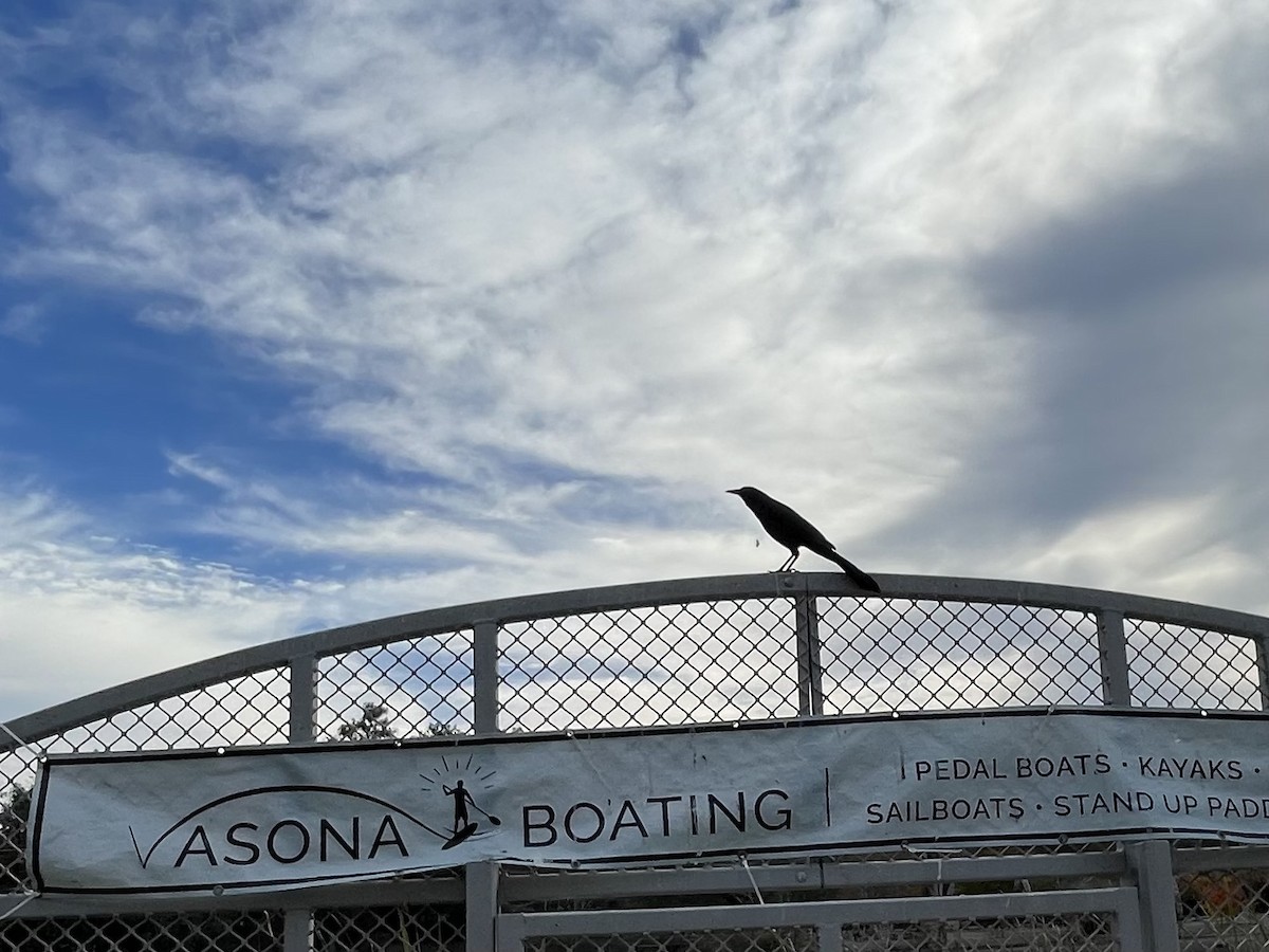 Great-tailed Grackle - ML645060688