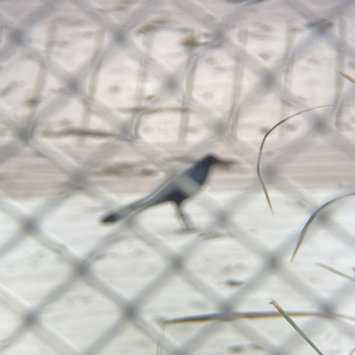 Great-tailed Grackle - ML645060689