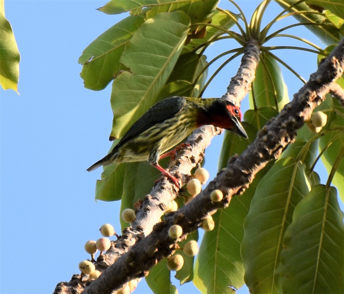 Coppersmith Barbet - ML645060690