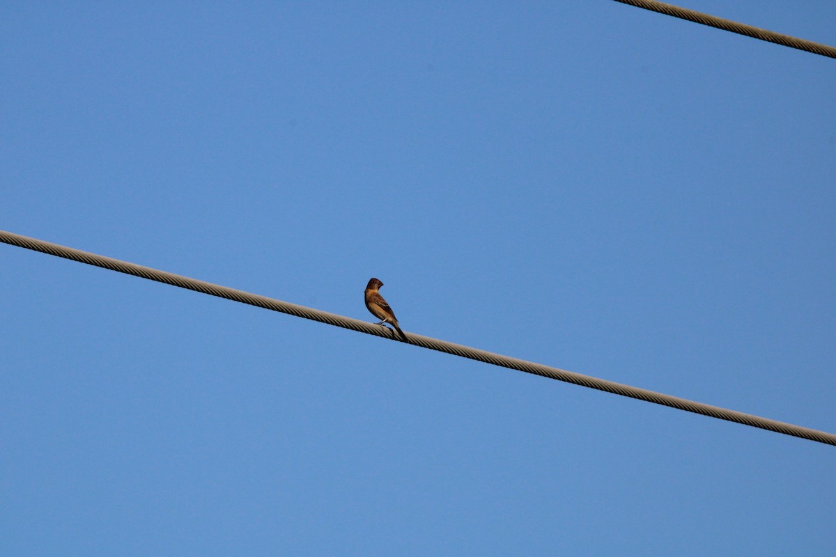 Blue Grosbeak - ML645060720