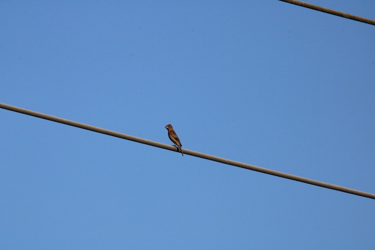 Blue Grosbeak - ML645060721