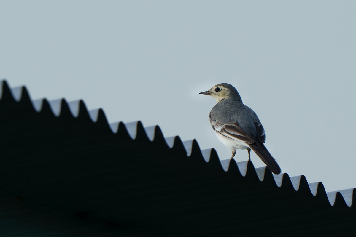 Bergeronnette grise - ML645060727