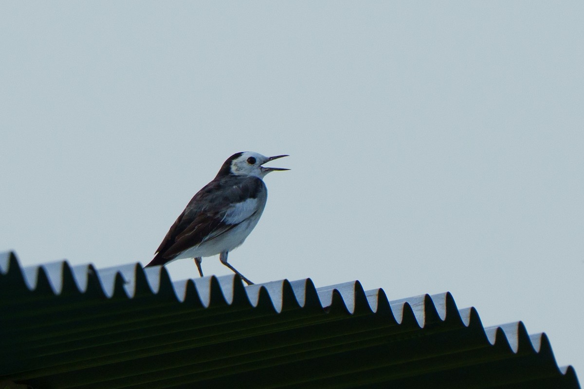 Bergeronnette grise - ML645060728