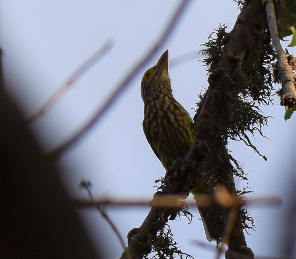 シロボシオオゴシキドリ - ML645060738