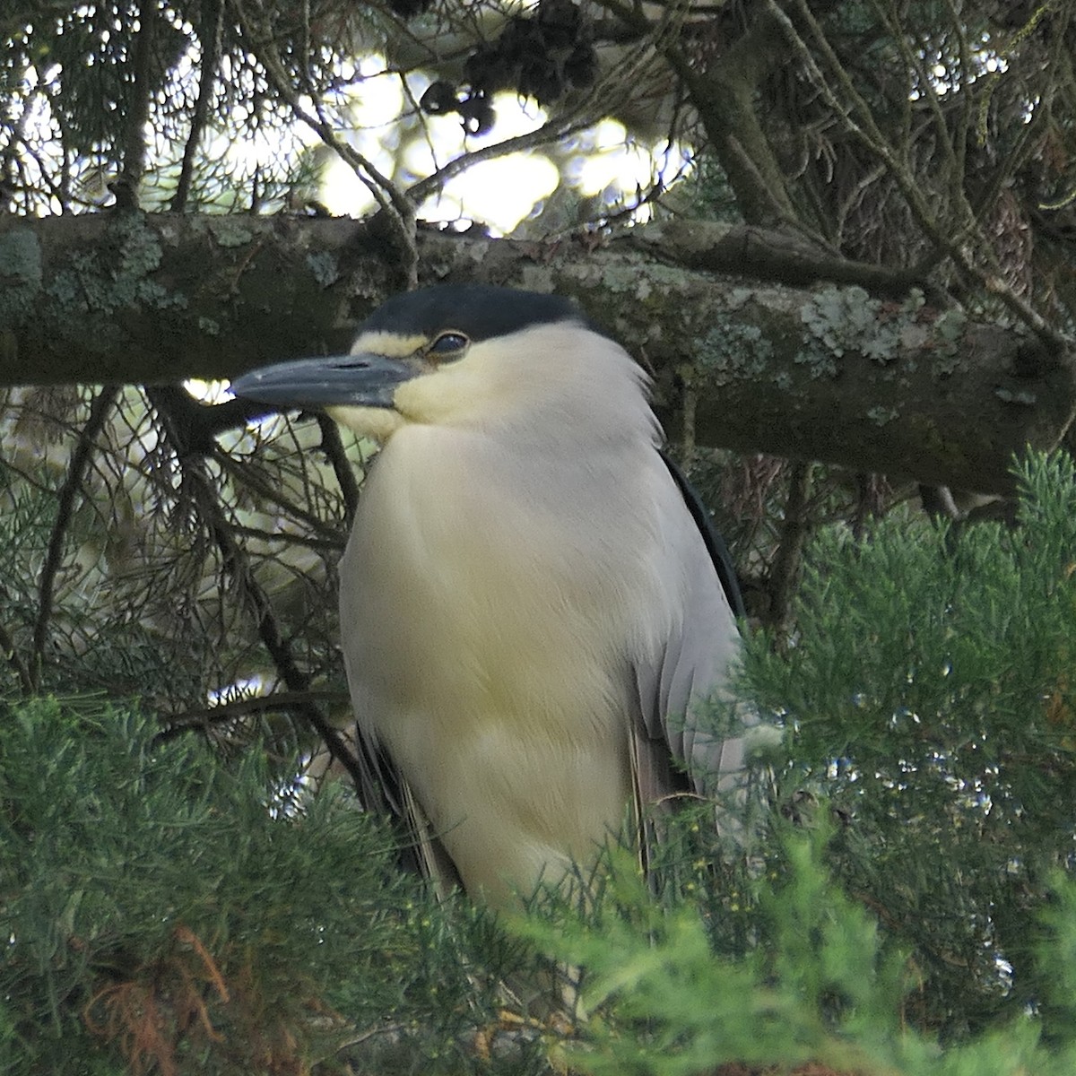 Black-crowned Night Heron - ML645060745