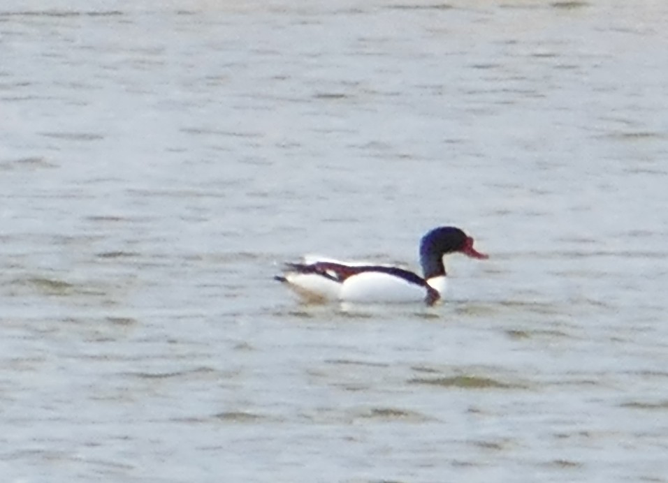 Common Shelduck - ML645060749