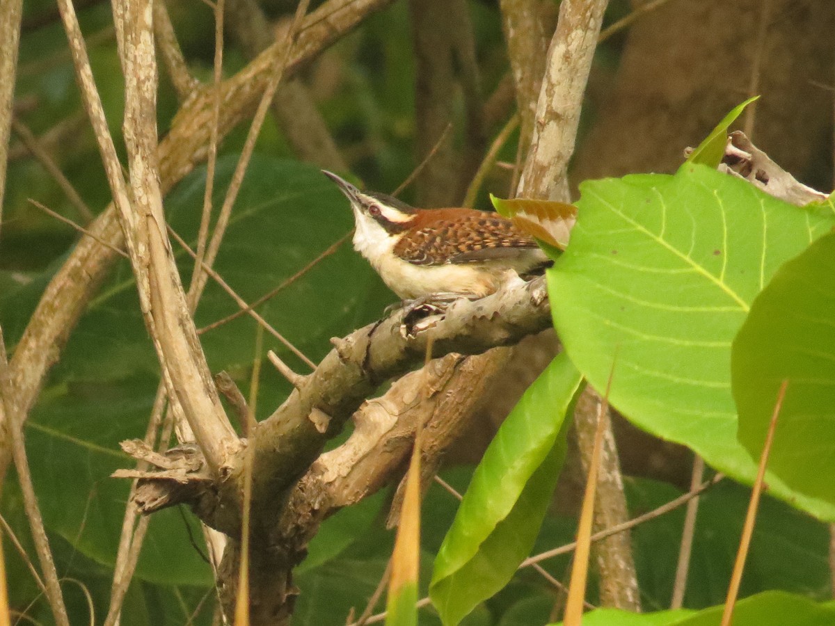Rufous-backed Wren - ML645060759