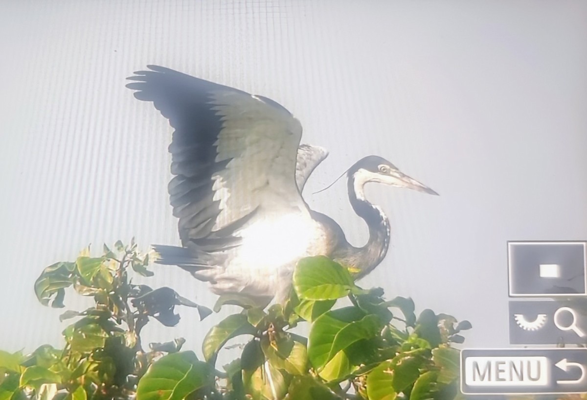 Héron mélanocéphale - ML645060770